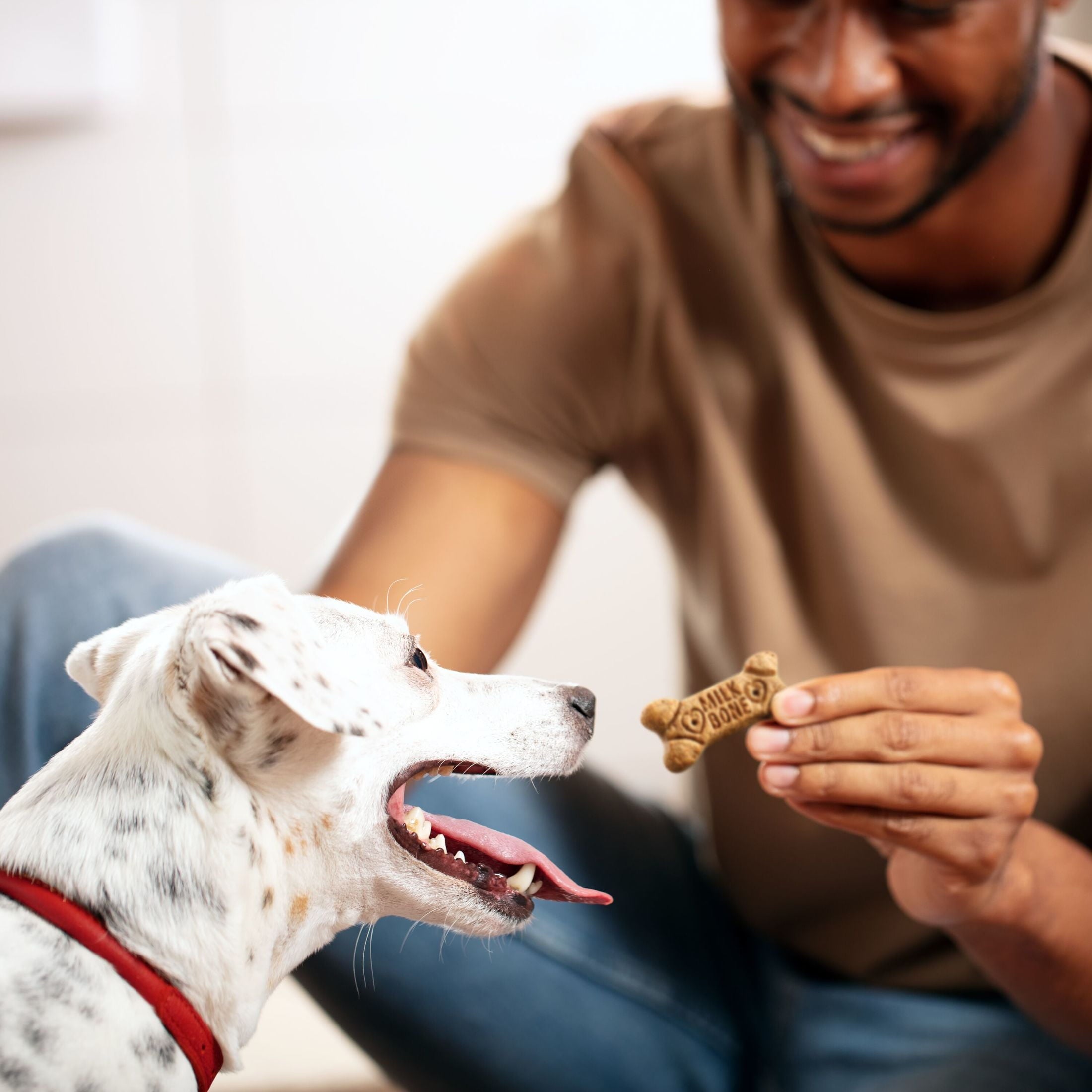 Milk Bone Flavor Snacks Small Dog Biscuits, Flavored Crunchy Dog Treats, 7 lb.