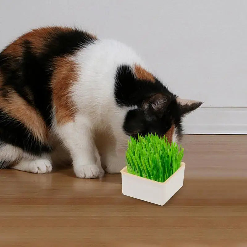 Cat Grass Planter Layered Cat Plant Soilless Convenient Cat Grass Kit 4 Styles Pet Supplies Multifunctional For Veterinary
