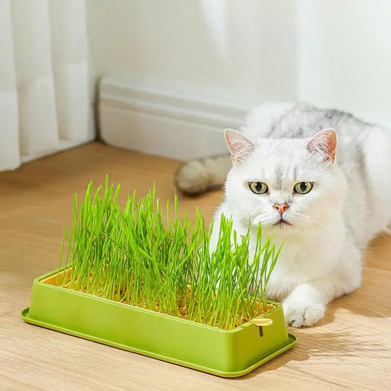 Cat Grass Planter Layered Cat Plant Soilless Convenient Cat Grass Kit 4 Styles Pet Supplies Multifunctional For Veterinary