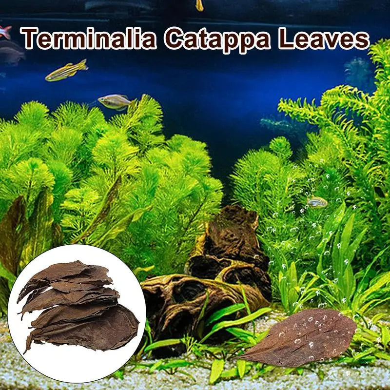 Catappa Leaf Betta Shrimp Leaves Aquarium Almond Leaf Lower pH Improve Water Quality Level Water Conditioner For Aquarium Turtle