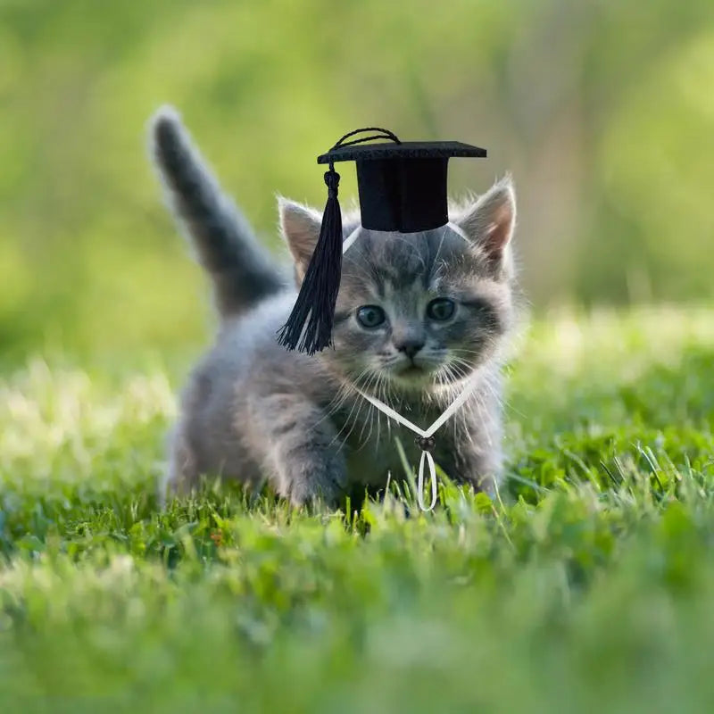 Pet Graduation Caps Mini Cats Dogs Graduation Hat For Photo Props Pet Dogs And Cats Graduation Party Dress