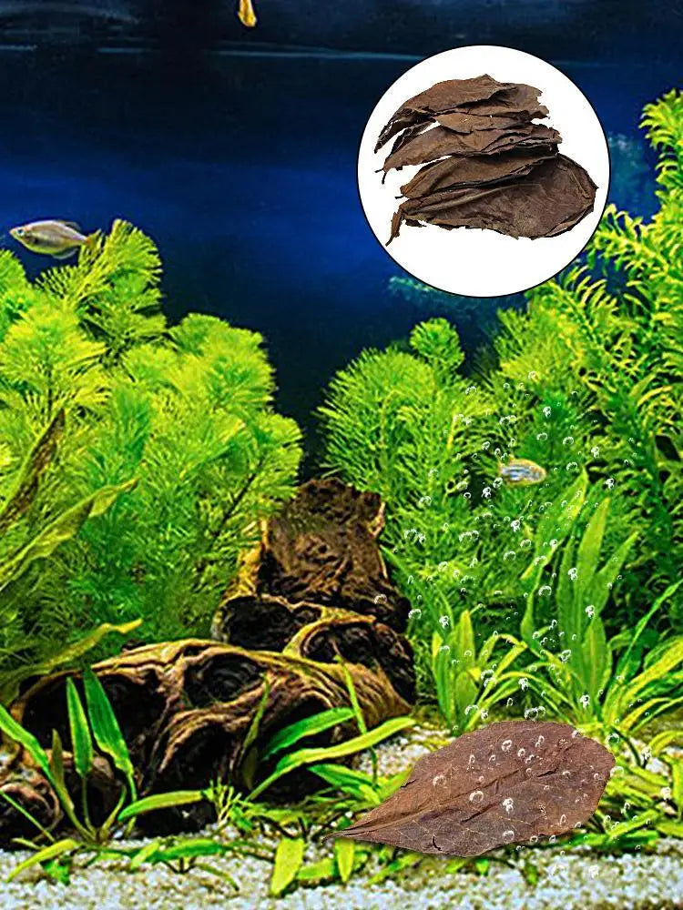 Catappa Leaf Betta Shrimp Leaves Aquarium Almond Leaf Lower pH Improve Water Quality Level Water Conditioner For Aquarium Turtle