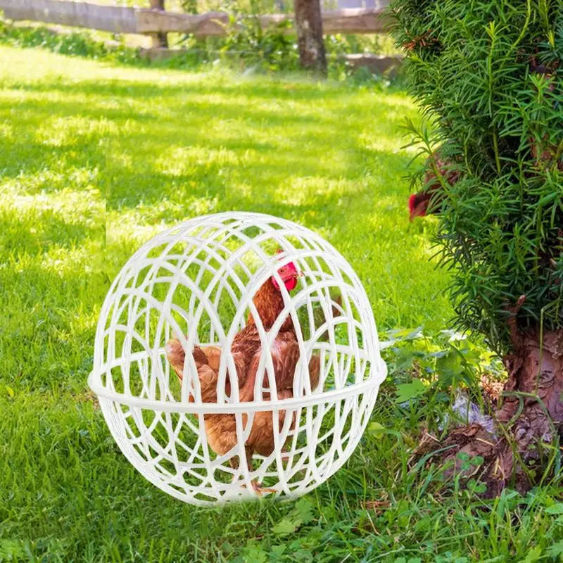 Chicken Rolling Ball Cage 3 Pieces Pet Safety Cage Spherical Chicken Orb Ball Cage Ball-Shaped Chicken Hamster Ball Cage Safe