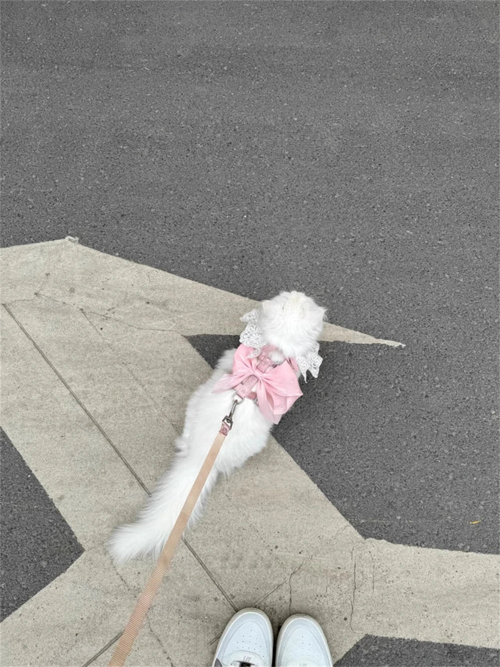 Cute Bowknot Cat Harness Accessories Princess Cat Dress Costumes Kitten Puppy Harness For Cats Leash