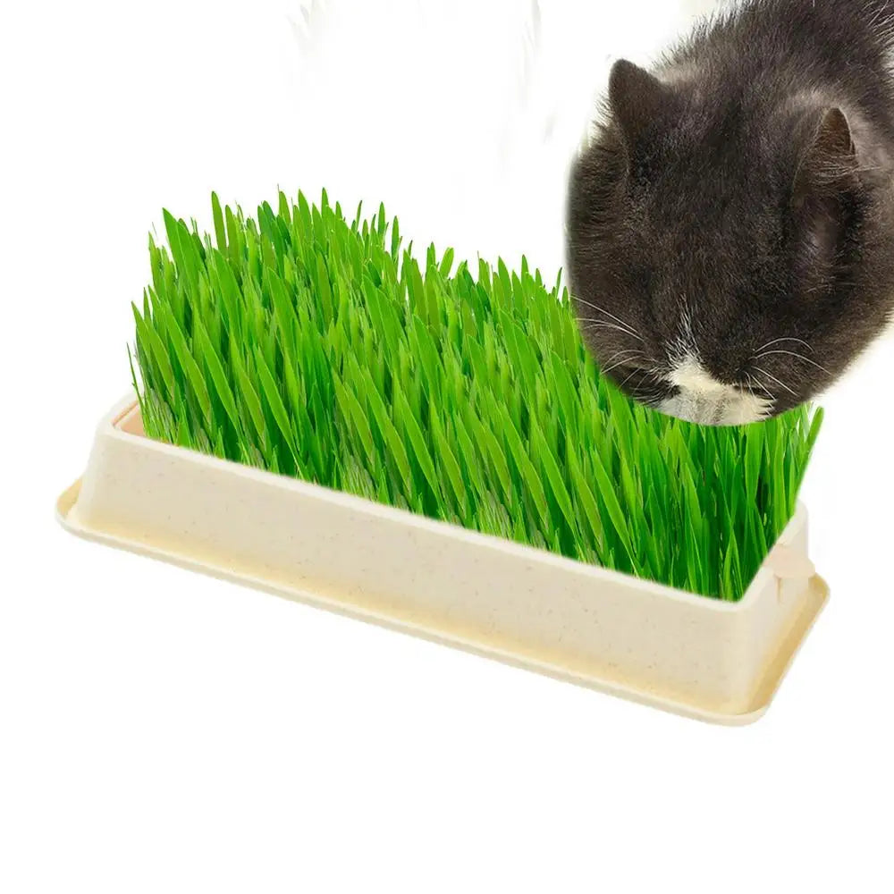 Cat Grass Planter Layered Cat Plant Soilless Convenient Cat Grass Kit 4 Styles Pet Supplies Multifunctional For Veterinary