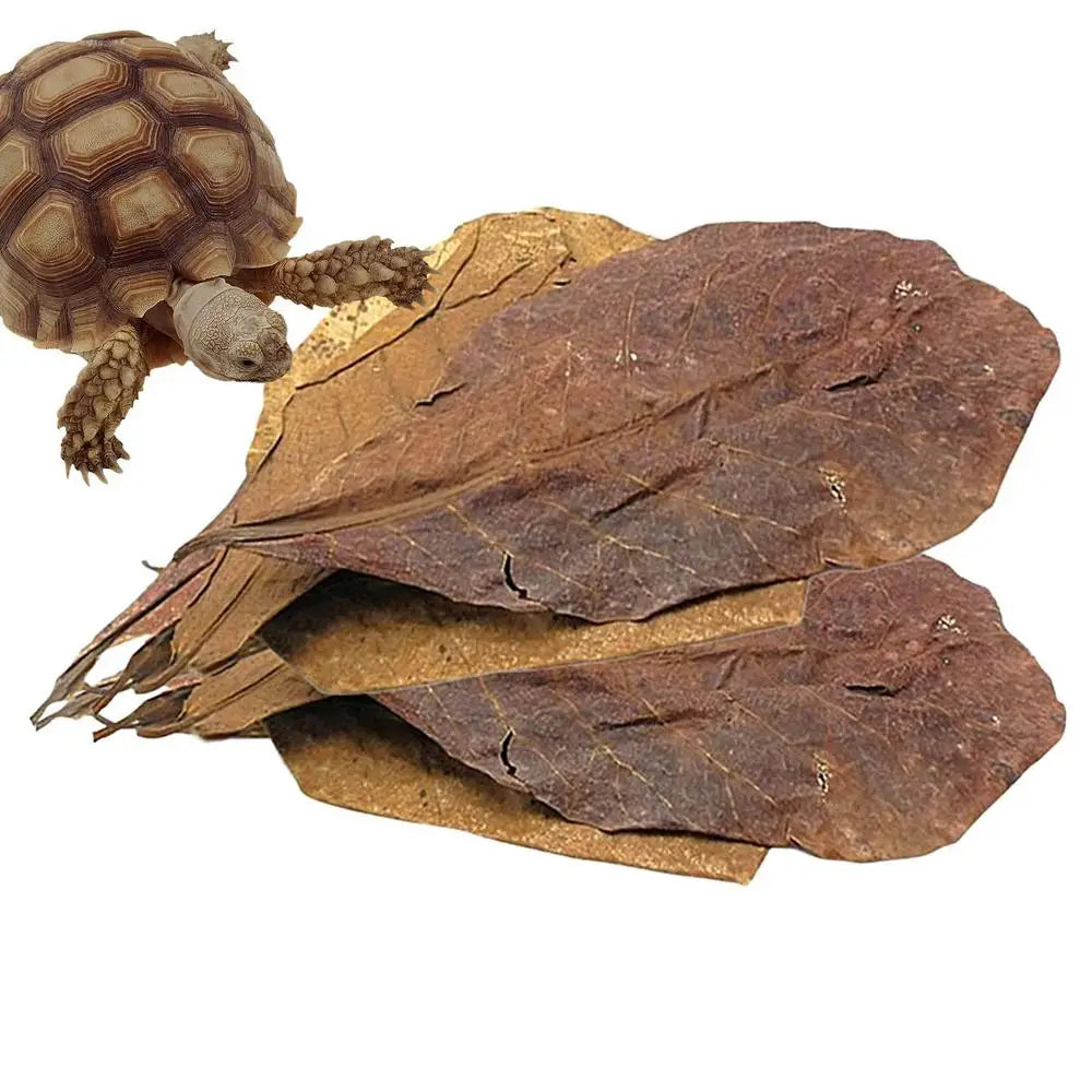 Catappa Leaf Betta Shrimp Leaves Aquarium Almond Leaf Lower pH Improve Water Quality Level Water Conditioner For Aquarium Turtle