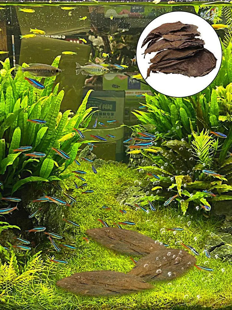 Catappa Leaf Betta Shrimp Leaves Aquarium Almond Leaf Lower pH Improve Water Quality Level Water Conditioner For Aquarium Turtle