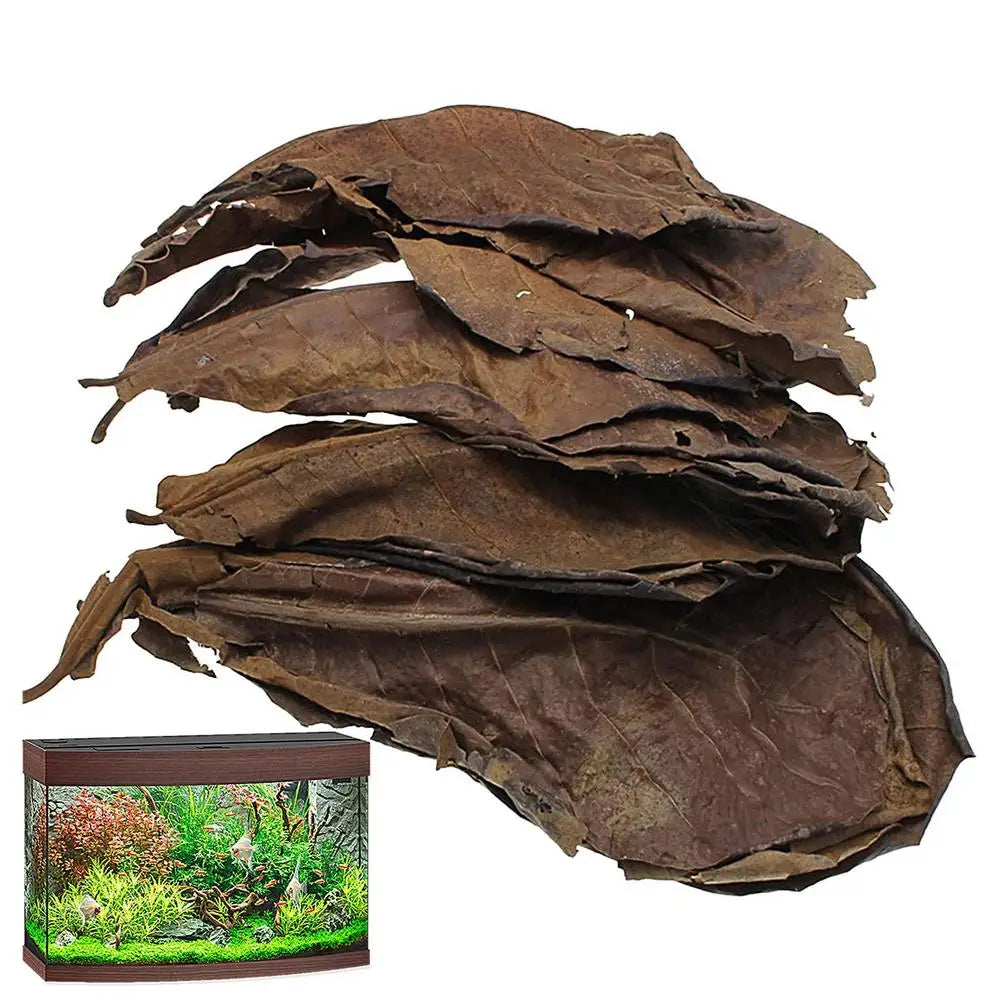Catappa Leaf Betta Shrimp Leaves Aquarium Almond Leaf Lower pH Improve Water Quality Level Water Conditioner For Aquarium Turtle