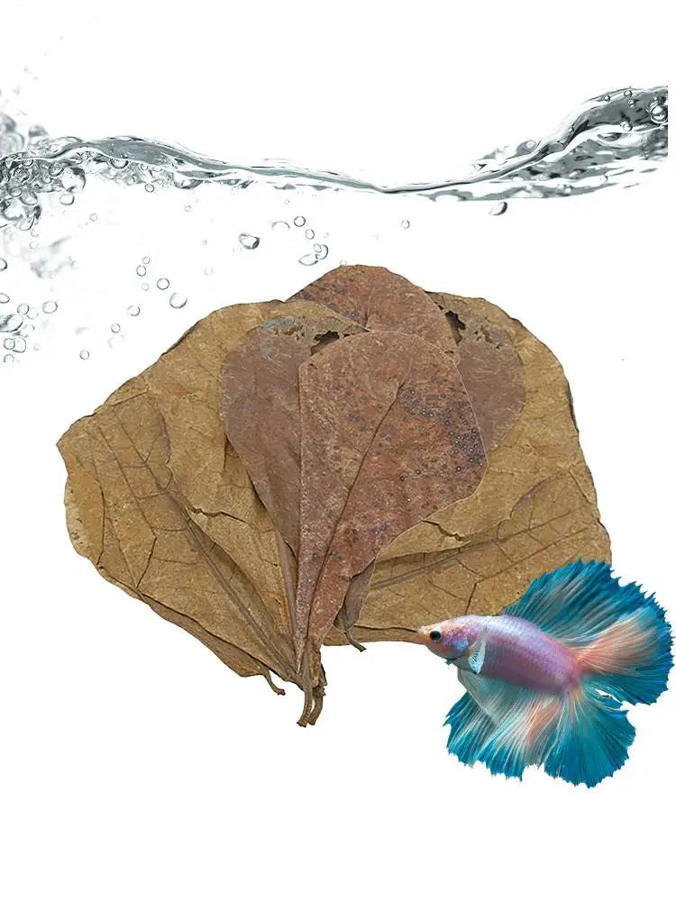 Catappa Leaf Betta Shrimp Leaves Aquarium Almond Leaf Lower pH Improve Water Quality Level Water Conditioner For Aquarium Turtle