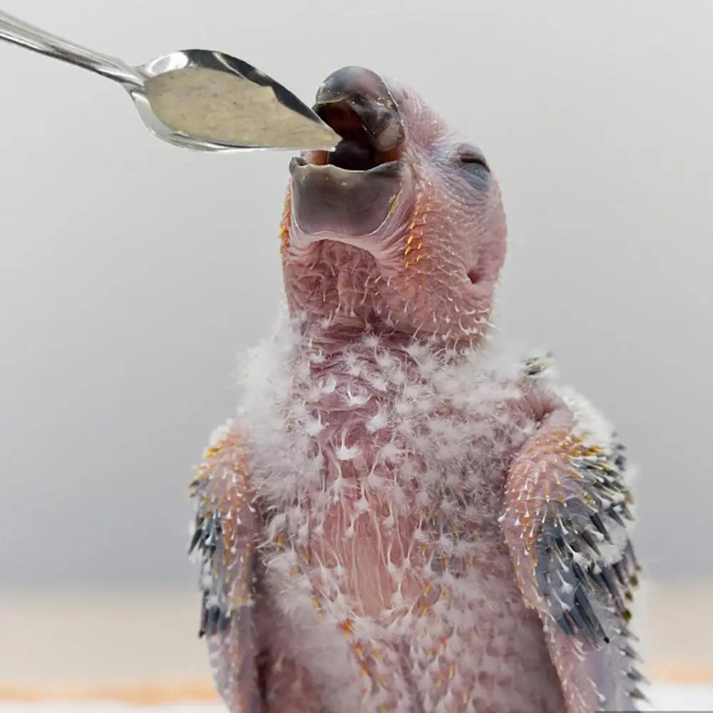10pcs Portable baby bird feeding water spoon bird parrot feeding spoon stainless steel water milk powder feeder spoon bird food