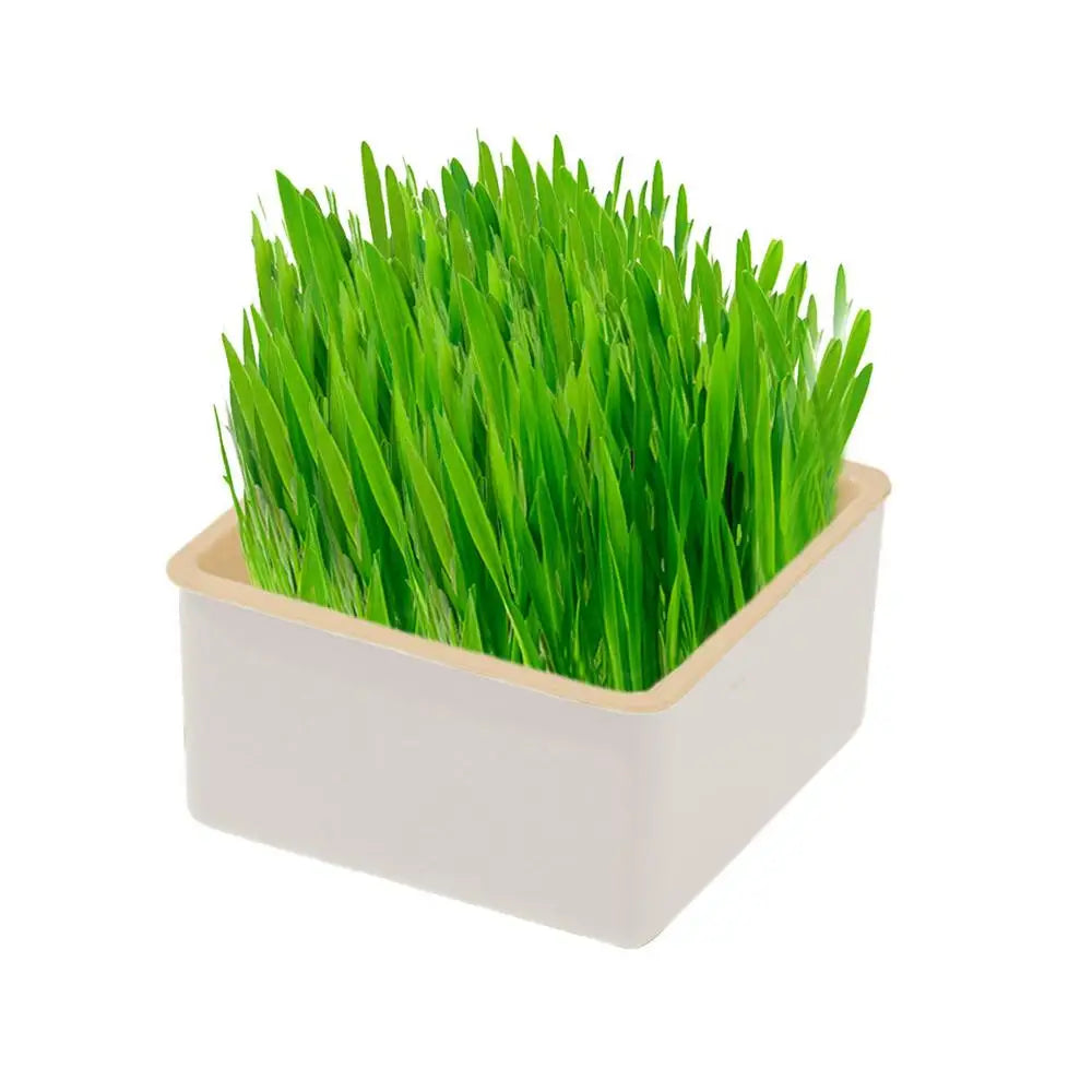 Cat Grass Planter Layered Cat Plant Soilless Convenient Cat Grass Kit 4 Styles Pet Supplies Multifunctional For Veterinary