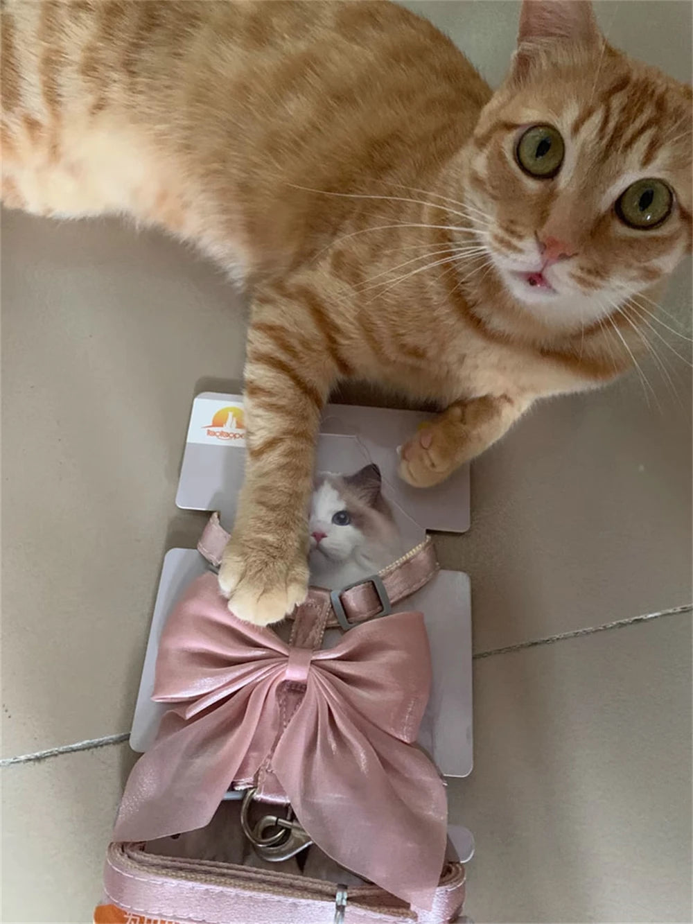 Cute Bowknot Cat Harness Accessories Princess Cat Dress Costumes Kitten Puppy Harness For Cats Leash