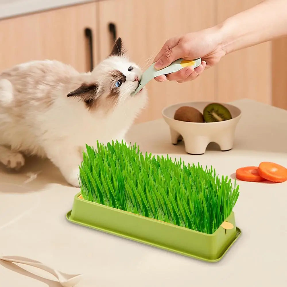 Cat Grass Planter Layered Cat Plant Soilless Convenient Cat Grass Kit 4 Styles Pet Supplies Multifunctional For Veterinary