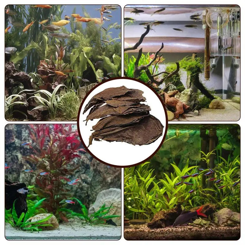 Catappa Leaf Betta Shrimp Leaves Aquarium Almond Leaf Lower pH Improve Water Quality Level Water Conditioner For Aquarium Turtle