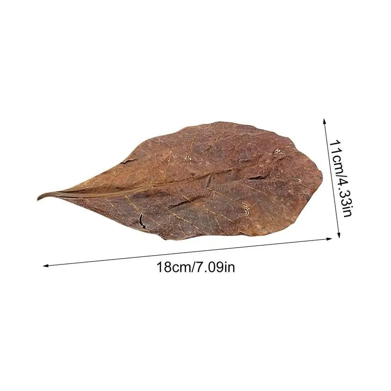 Catappa Leaf Betta Shrimp Leaves Aquarium Almond Leaf Lower pH Improve Water Quality Level Water Conditioner For Aquarium Turtle