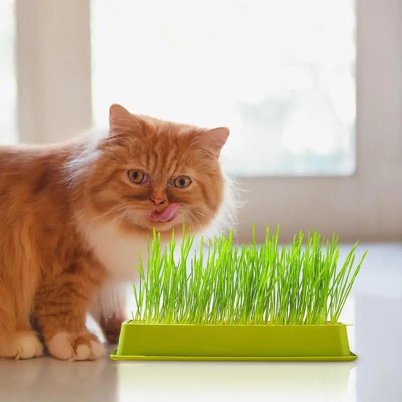 Cat Grass Planter Layered Cat Plant Soilless Convenient Cat Grass Kit 4 Styles Pet Supplies Multifunctional For Veterinary
