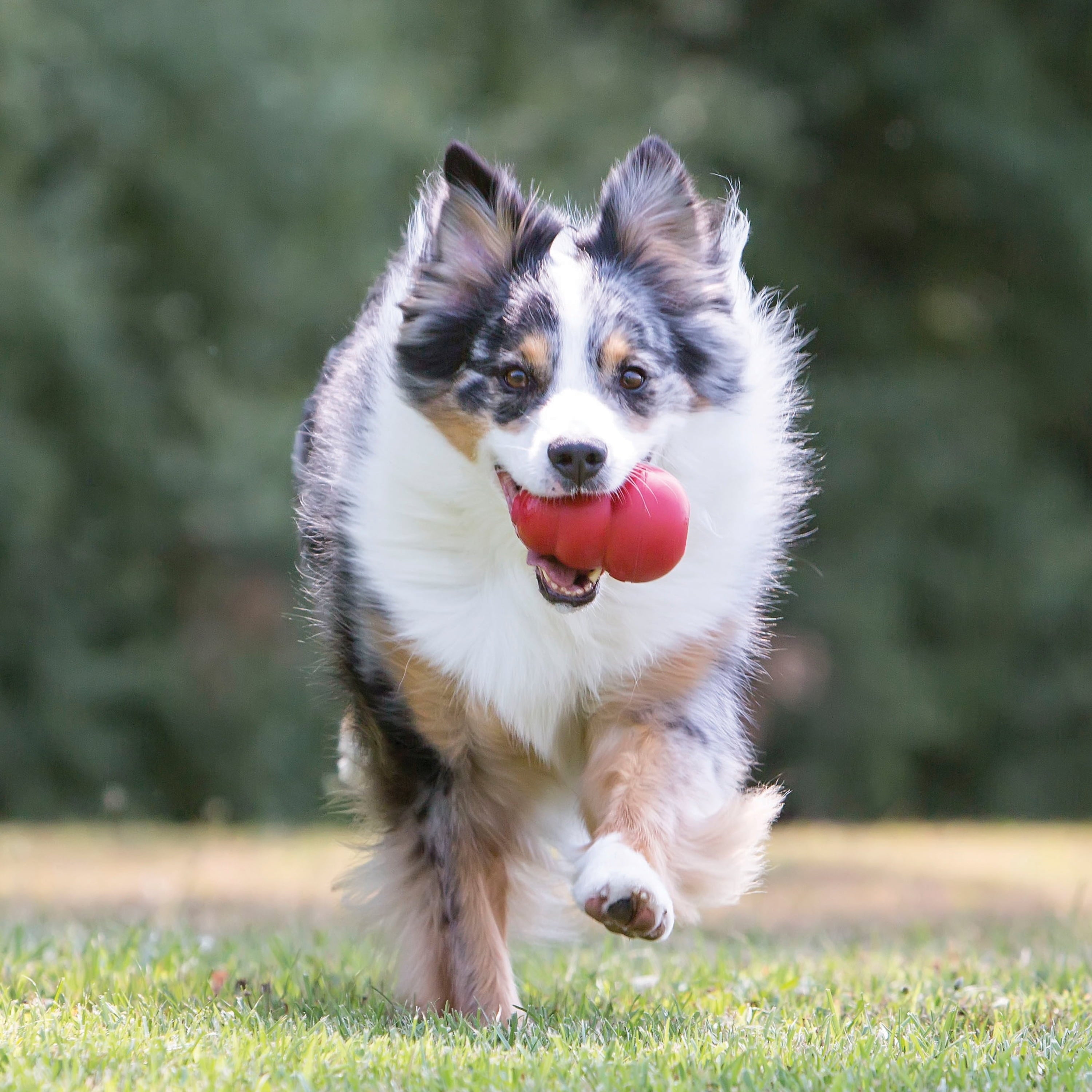 KONG Classic Large Dog Chew Toy – Durable, Bouncy & Treat-Friendly
